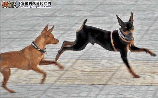 小鹿犬与迷你杜宾犬有什么区别吗(小杜宾犬怎么和迷你鹿犬分别)