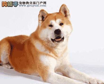 秋田幼犬怎么养(秋田犬成长记录)