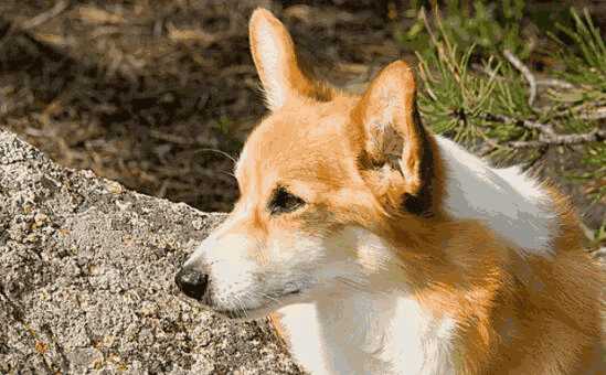 为什么不让养秋田犬(16个不能养秋田犬的理由)