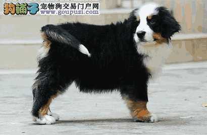 伯恩山犬吧(伯恩山犬多少钱)