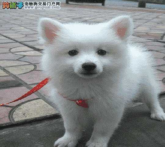 银狐犬怎么看纯不纯(银狐犬怎么样)