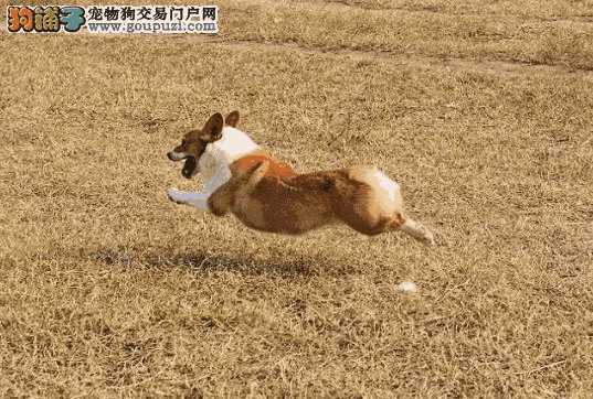 买柯基犬怎么选(怎么样挑选柯基幼犬)