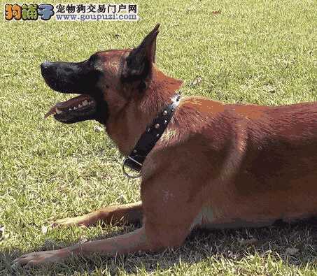 健康好习惯 论马犬磨屁屁的真正原因