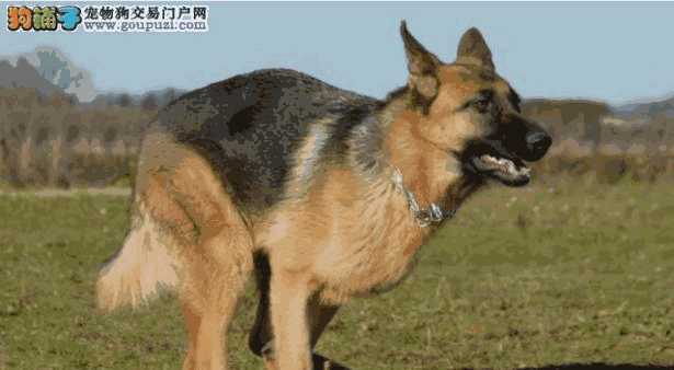 德国牧羊犬怎么养(养德国牧羊犬需要注意什么)