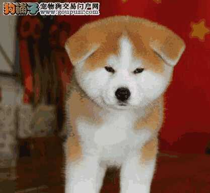 怎么选秋田犬(秋田犬的饲养方法)