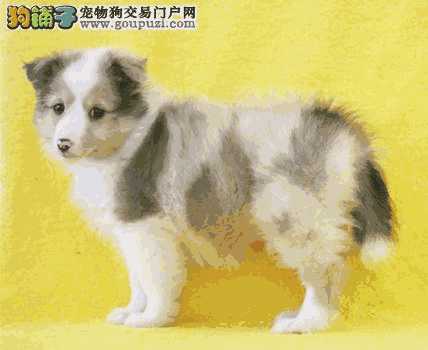 养喜乐蒂犬一个月多少钱(喜乐蒂多少钱一只幼犬)