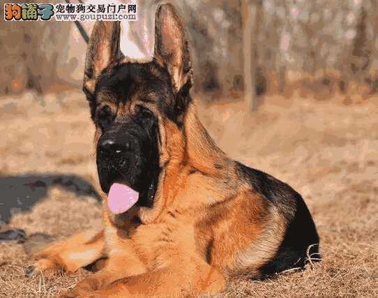 德国牧羊犬多少钱(德国牧羊犬可以养吗)