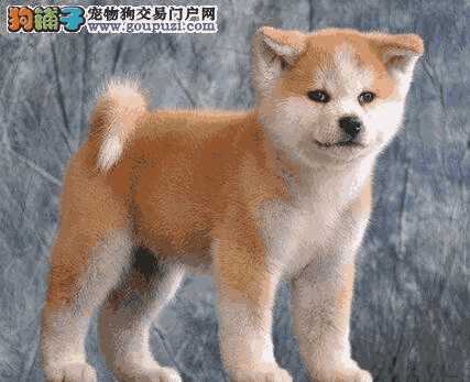 哪里能买到正宗的秋田犬(购买秋田犬)