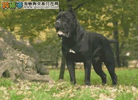 卡斯罗犬的汗腺知识与散热的手段