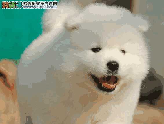 萨摩耶幼犬尾巴什么样子的(金毛犬的尾巴像什么)