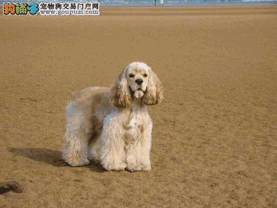 可卡幼犬科学饲养方法(可卡犬的喂养方法)