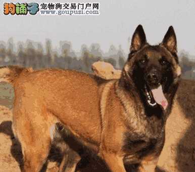 马犬乱咬东西的解决方案(马犬乱咬东西怎么办)