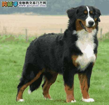 伯恩山犬性格特点(伯恩山犬的缺点)