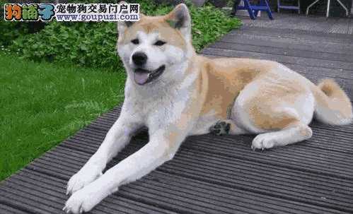 秋田犬和柴犬价格(正宗秋田犬一只大概多少钱)