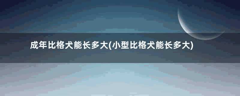 成年比格犬能长多大(小型比格犬能长多大)