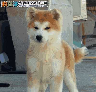 秋田犬冬天为什么掉毛(秋田犬掉毛严重吗)