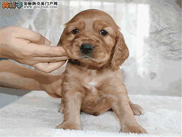 可卡犬怎么样(可卡犬什么颜色值钱)