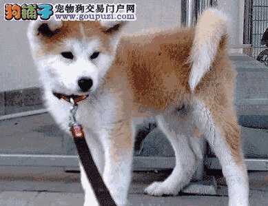 秋田犬容易训练吗(怎么选秋田犬)