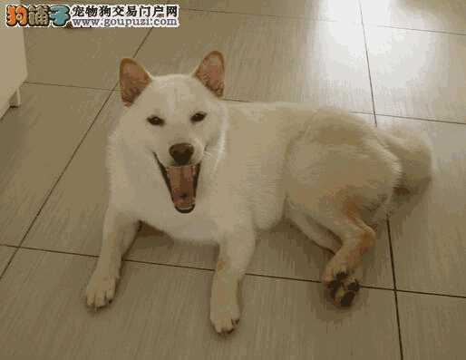 柴犬眼睛粘稠分泌物(柴犬鼻子湿是什么原因)