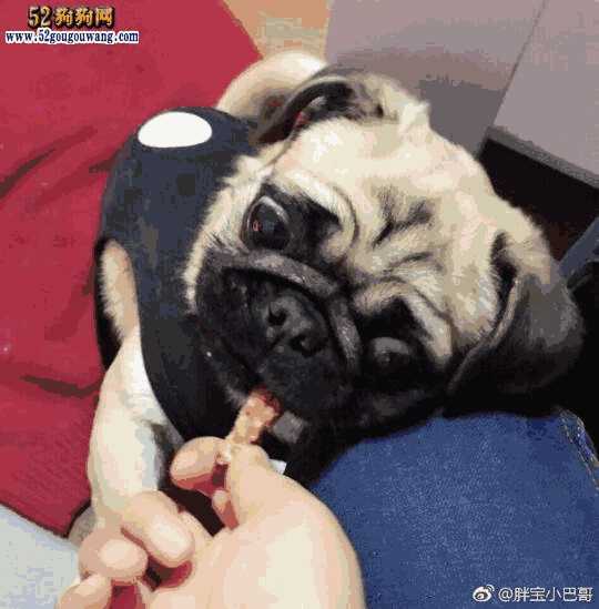 巴哥犬好养吗,八哥犬到底好不好养(巴哥犬和八哥犬有区别吗)