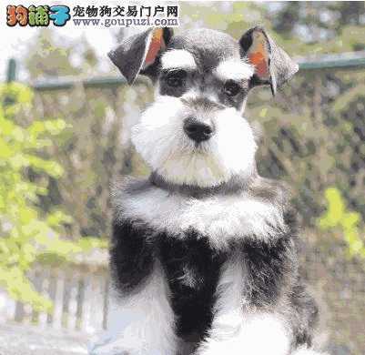 标准型雪纳瑞犬(标准雪纳瑞犬中型犬吗)