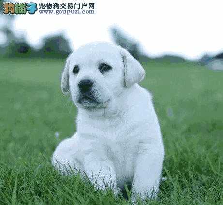 养拉布拉多幼犬需要准备什么东西(拉布拉多小狗怎么养注意事项)