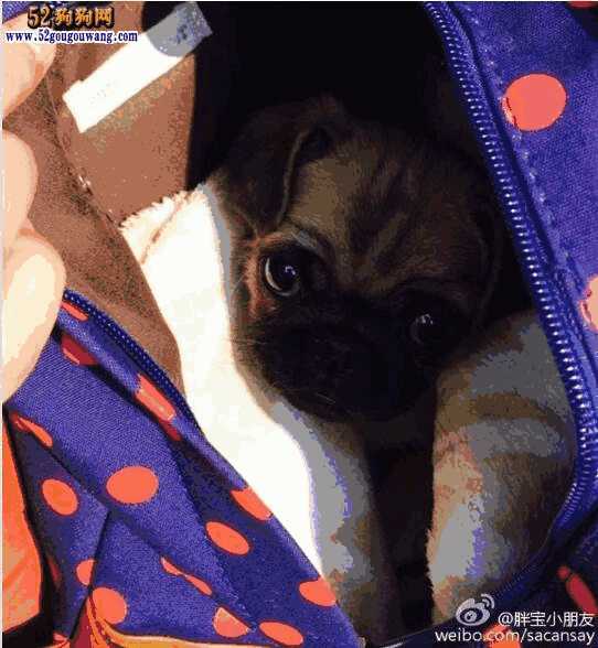 巴哥犬好养吗,八哥犬到底好不好养(巴哥犬和八哥犬有区别吗)