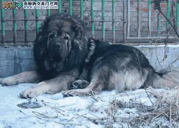 高加索幼犬怎么喂养(高加索犬喂养方法)