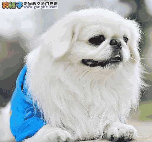 京巴犬怀孕多久生小狗(京巴犬纯种)