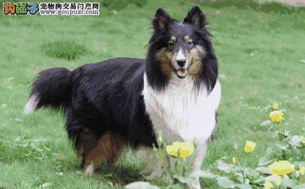 喜乐蒂牧羊犬多大(喜乐蒂牧羊犬好养吗)