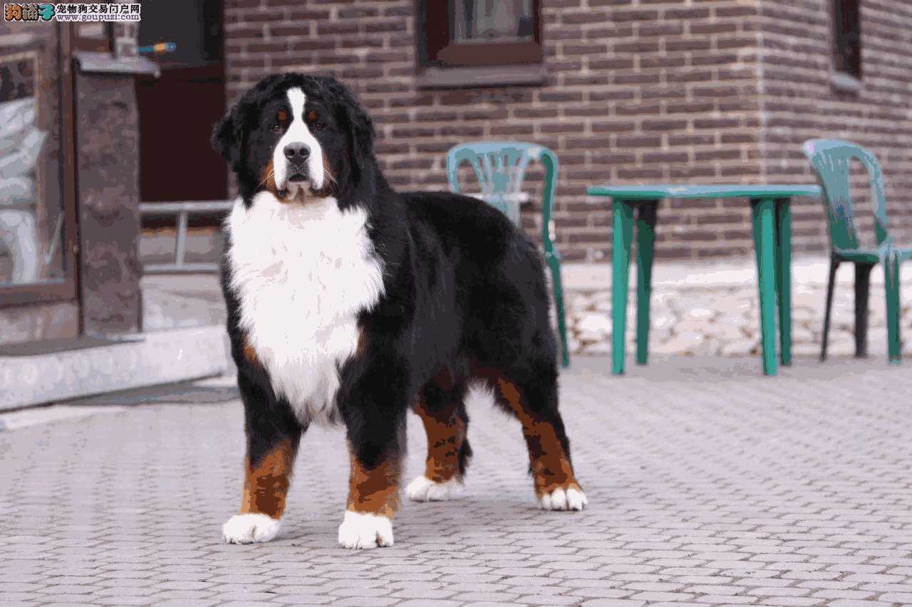 伯恩山犬优缺点(伯恩山犬缺点)