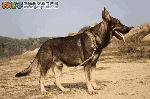 昆明犬幼犬怎样喂养(昆明犬幼犬吃什么食物)