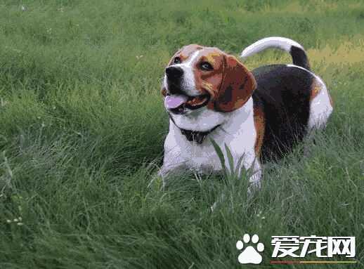 比格犬幼犬怎么看纯不纯(比格犬纯不纯怎么区分)