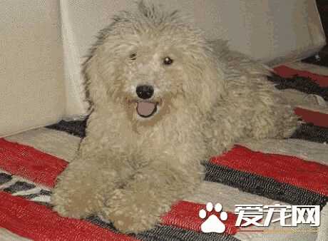 波利犬怎么打理 波利犬掉毛如何饲养