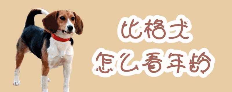 比格犬年龄体重对照表(比格犬多大)