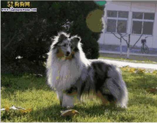 陨石色的边牧犬多少钱(陨石边牧图片 价格)