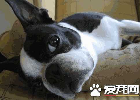 波士顿梗犬的缺点(波士顿梗是禁养犬吗)