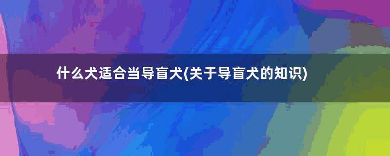 什么犬适合当导盲犬(关于导盲犬的知识)