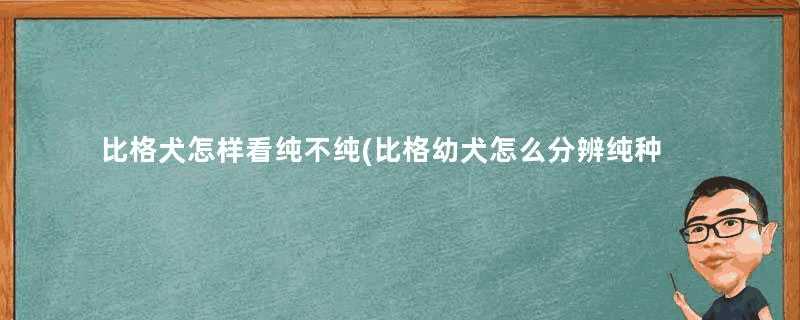 比格犬怎样看纯不纯(比格幼犬怎么分辨纯种)