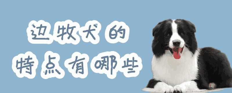 边牧犬的特征(边牧犬外貌哪些特点)