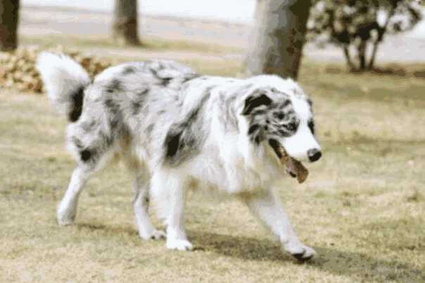 最好的伴侣犬是什么犬(伴侣犬排行)