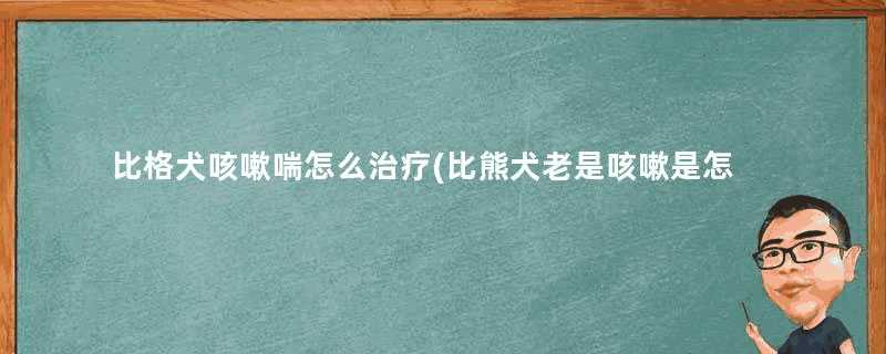 比格犬咳嗽喘怎么治疗(比熊犬老是咳嗽是怎么回事)