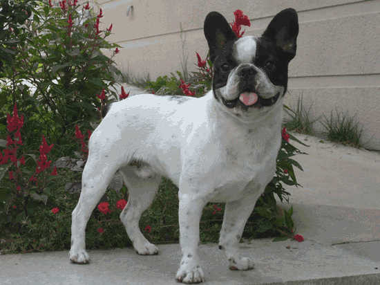 波士顿梗犬的缺点(波士顿梗犬和法斗区别)