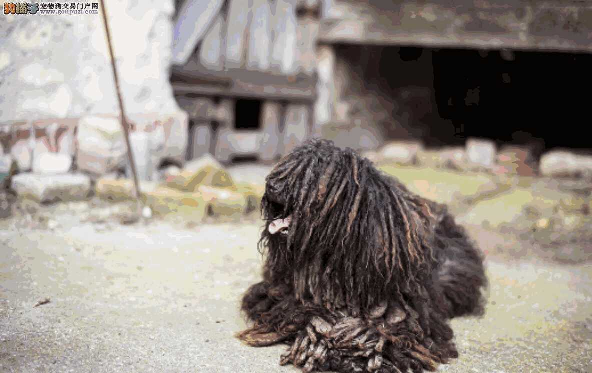 波利犬图片(波利牧羊犬)