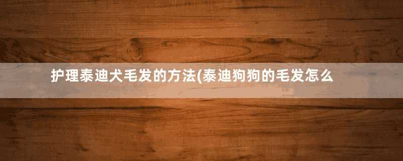 护理泰迪犬毛发的方法(泰迪狗狗的毛发怎么打理好看)