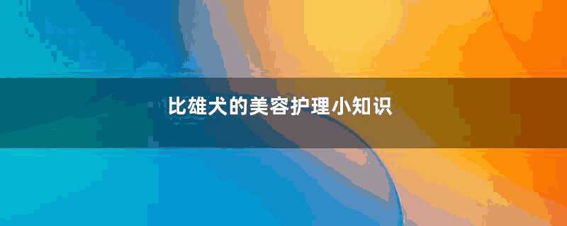 比雄犬的美容护理小知识