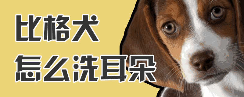 比格犬耳朵怎么清理(比熊犬的耳朵怎么清理)