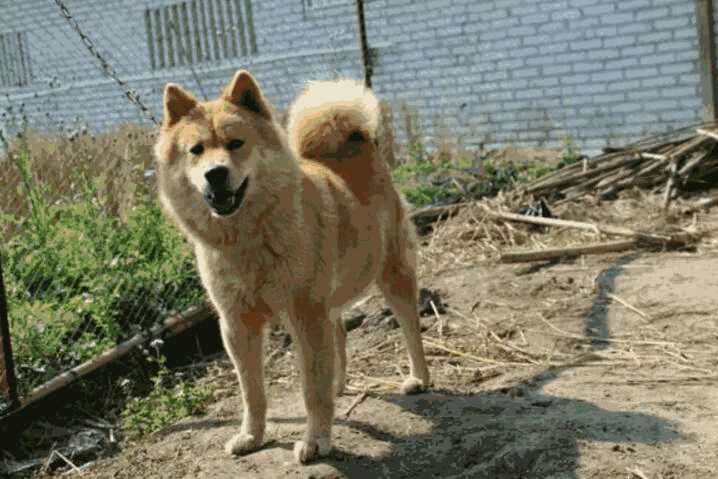 最好的伴侣犬是什么犬(伴侣犬排行)