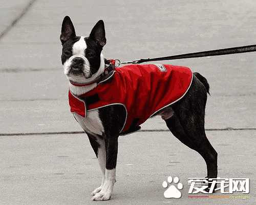 波士顿梗犬凶吗(波士顿梗幼犬)