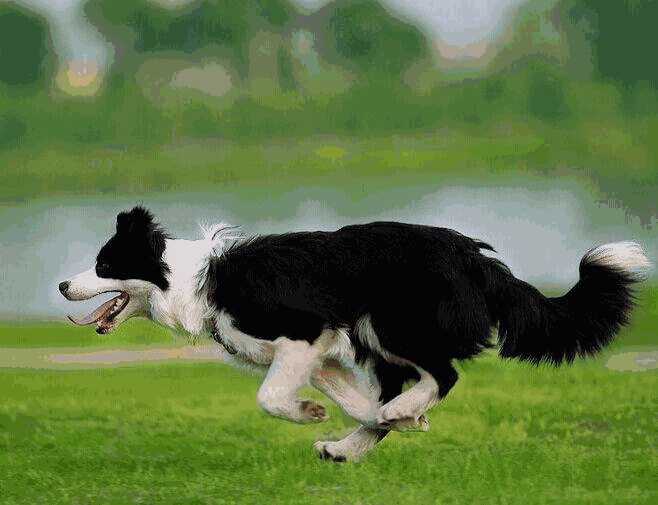 边境牧羊犬和金毛哪个适合家养(边境牧羊犬和金毛犬哪个好)